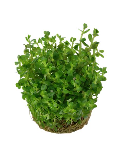 Grow Rotala Indica Bonsai Roger S Aquatics Pet Supplies