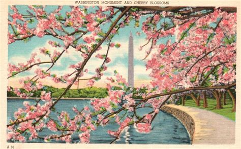 Vintage Postcard 1930s View Of Washington Monument And Cherry Blossoms