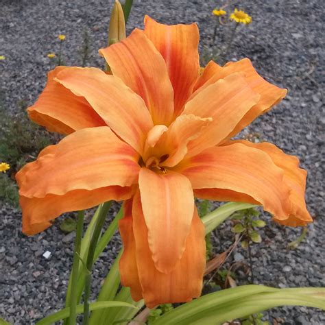 Hemerocallis Fulva Flore Plena Hemerocalle Pot De 2 L