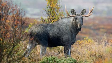 Alaska Moose Hunters Facing Years In Jail For Taking Antlers Leaving