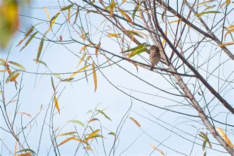 Vesper Sparrow Pooecetes Gramineus 188 Species 188 For Flickr