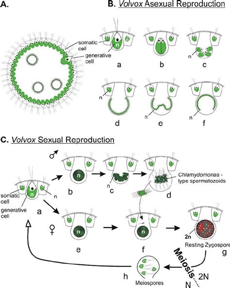 Diagram Of Volvox With Labeled Parts