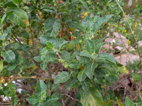 Ashwagandha plant, stock photo. Image of penneru, angara - 235603512