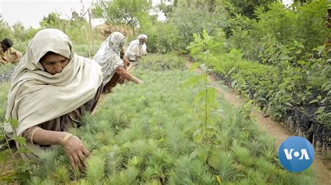 Pakistan Sets Out To Plant 10 Billion Trees To Counter Climate Change