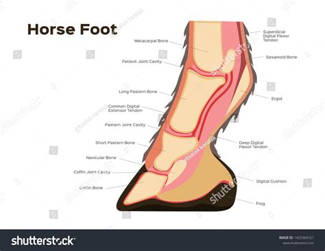 Horse Foot Leg Anatomy Infographic Chart Stock Vector (Royalty Free ...