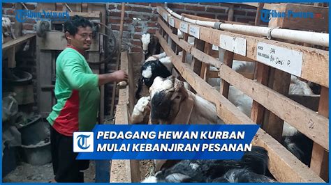 H 8 Idul Adha Pedagang Hewan Kurban Di Tegal Mulai Kebanjiran Pesanan