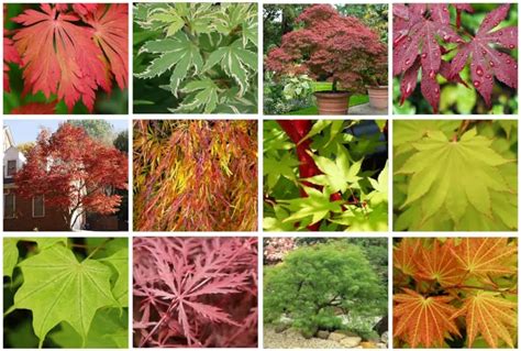 20 Japanese Maple Trees: Types, Leaves (Pictures) –, 49% OFF