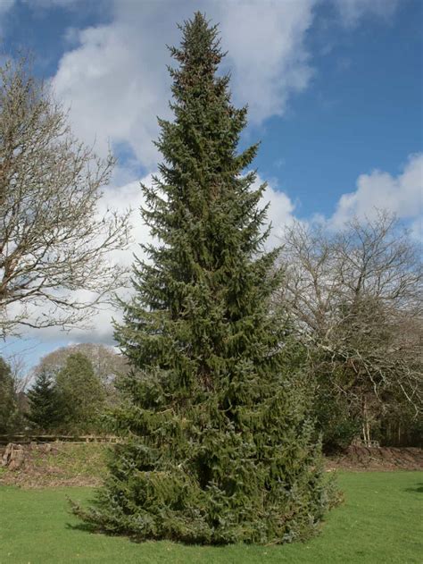 10 Best Spruce Trees To Plant (Pros And Cons Of Major Types) - Tree Journey