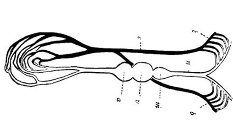 Animal Nerve Cell Diagram - ClipArt Best