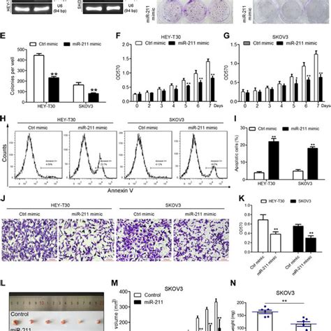 Overexpression Of Mir 211 Suppresses Cell Proliferation Migration And Download Scientific