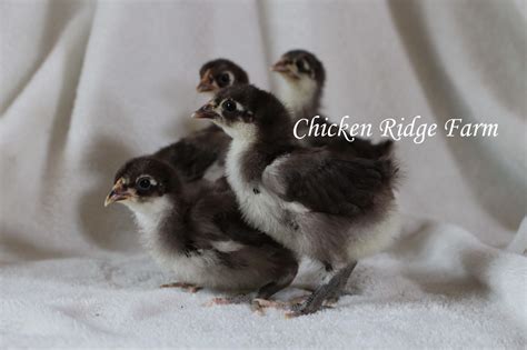 Chocolate Orpington - Chicken Ridge Farm