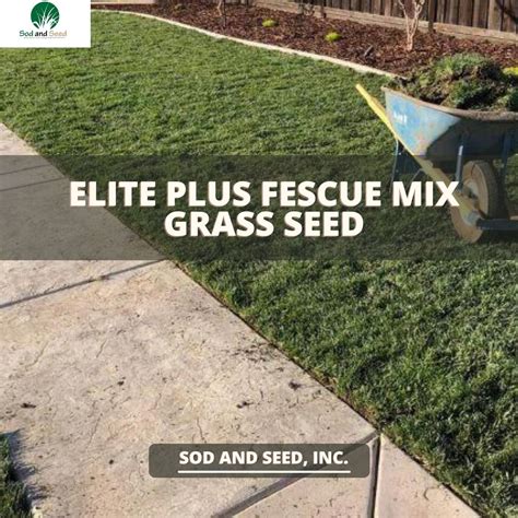 Elite Plus Fescue Grass Seed Sod And Seed