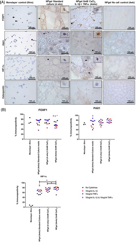 A Immunohistochemical Detection Of Nucleus Pulposus Np Phenotypic Download Scientific