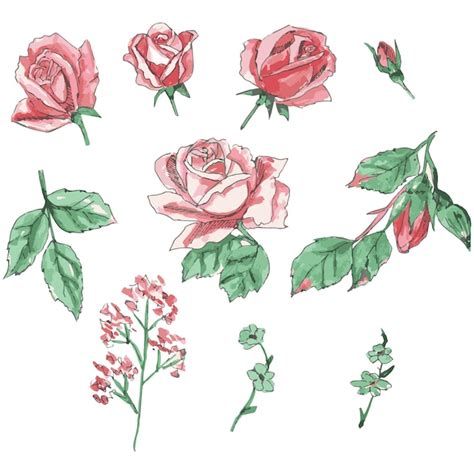 Premium Vector Roses Set Watercolor Illustration Of A Delicate Pink