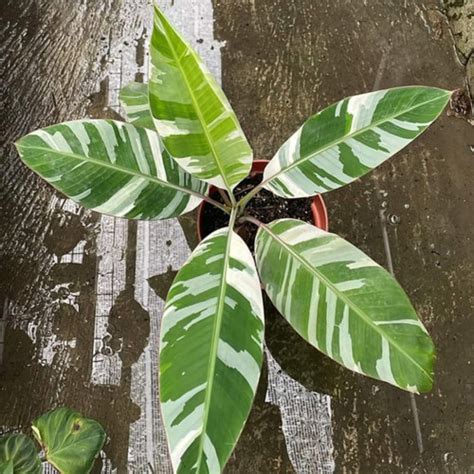 Jual Pohon Pisang Variegata Musae Variegata Kab Bogor Green