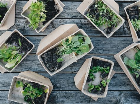 What Is the Difference Between Biodegradable and Compostable Materials?