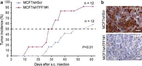 Impact Of TFF1 Knockdown On MCF7 Cell Tumorigenicity In Nude Mice A