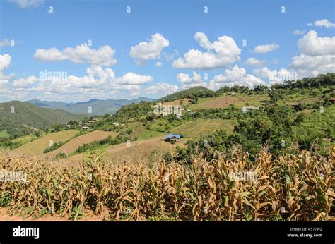 Dried Corn Terrace Field In Thailand Stock Photo Alamy