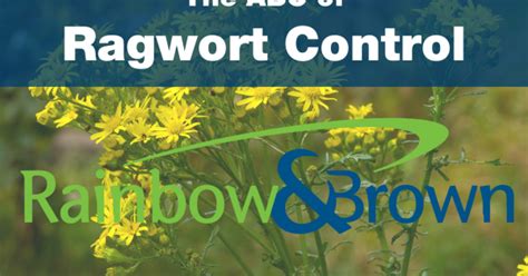 How to control Ragwort