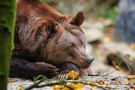 デスクトップ壁紙 面 自然 野生動物 ハイイログマ 残り ヒグマ くま 動物相 哺乳類 脊椎動物 閉じる 横になる