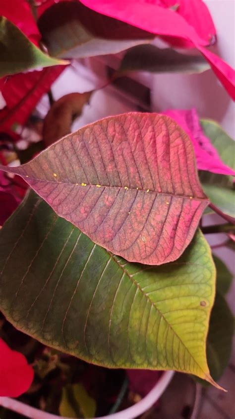 How To Treat Brown Blotch Disease On Poinsettia