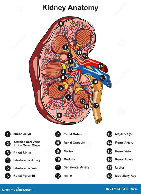 Kidney Anatomy Chart