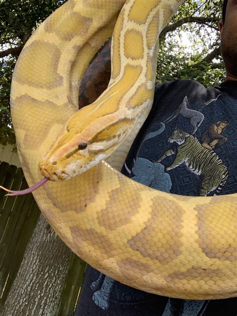 Gc Caramel Burmese Python By Xtreme Exotics Morphmarket