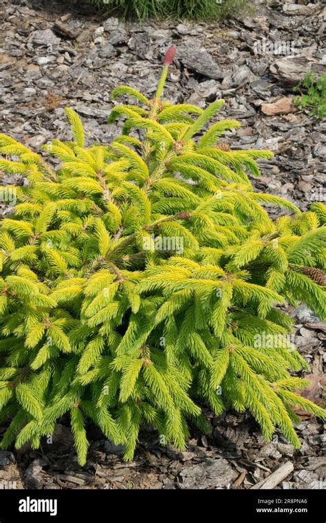 Picea Abies Norway Spruce Tree Picea Abies Catharines Golden Heart