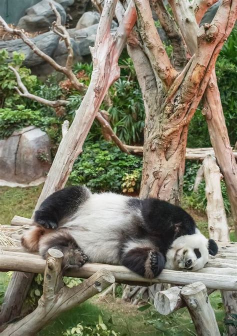 Sleeping panda bear stock photo. Image of reserve, giant - 275973916