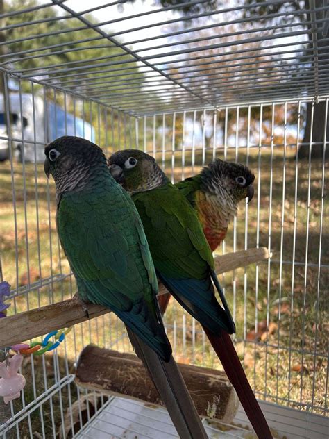 3 conures