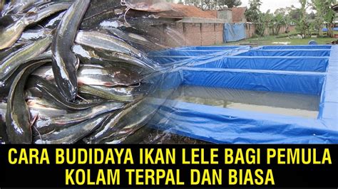 Cara Budidaya Ikan Lele Bagi Pemula Kolam Terpal Dan Biasa Youtube