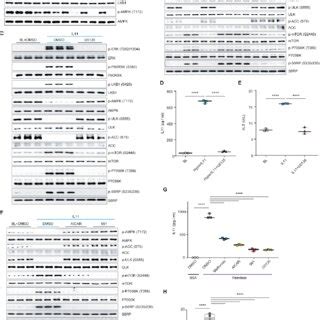 An Axis Of IL11 ERK P90RSK Inhibits LKB1 A Western Blots WB And