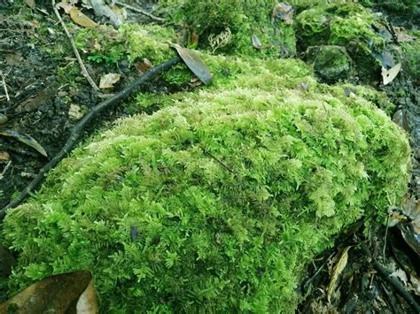 Fern Moss Thuidium Delicatulum Moss Acres