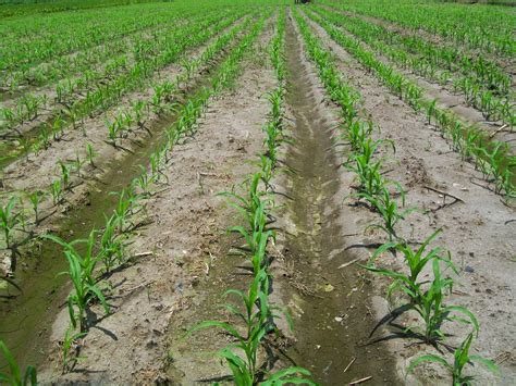 8 Langkah Dalam Teknik Budidaya Tanaman Jagung Hibrida Ternak Duit