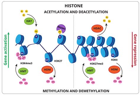 -Histone epigenetic marks. Histone modifications associated with gene... | Download Scientific ...