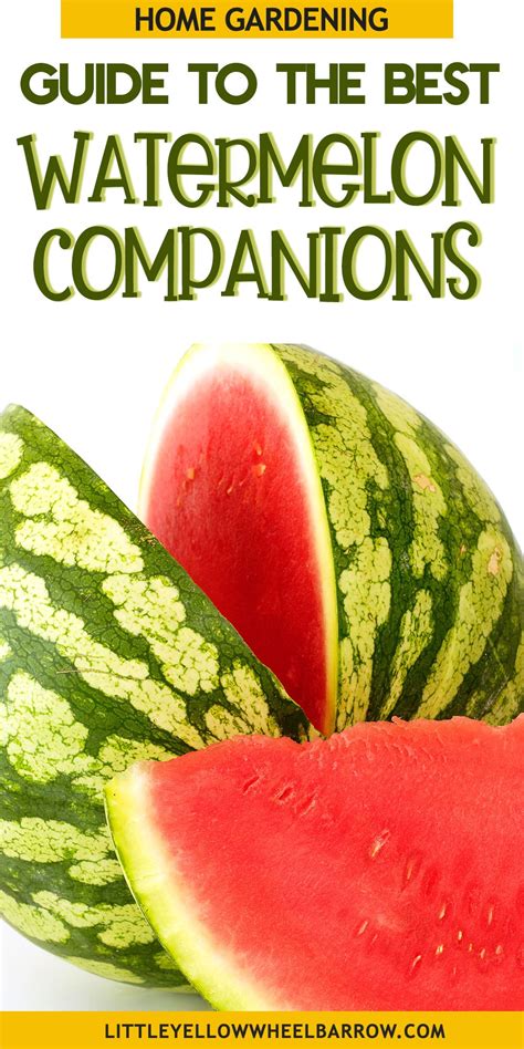 The Best Watermelon Companion Plants For Your Melon Patch