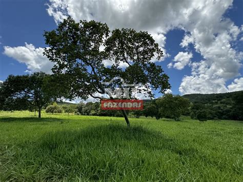 Mil Fazendas Fazenda Para Pecu Ria Alqueires Hectares