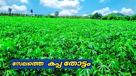 Tapioka Farm In Salem Tamilnadu Youtube