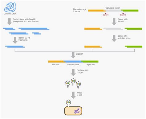 Common Cloning Applications and Strategies | Thermo Fisher Scientific - US