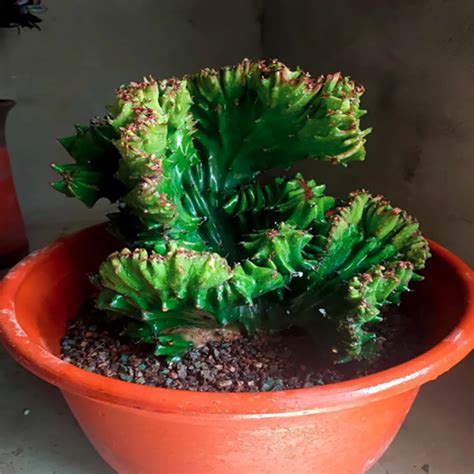 Euphorbia Neriifolia F Cristata Aplanter