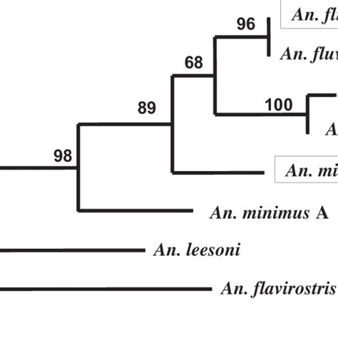 Maximum Likelihood Ml Tree Inferred From Its Sequences From Members