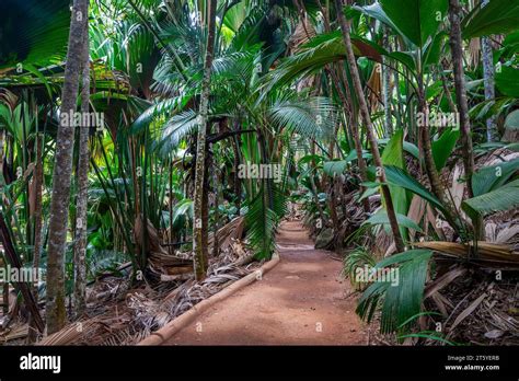 Endemic Coco De Mer Sea Coconut And Other Palm Trees Along The Trail