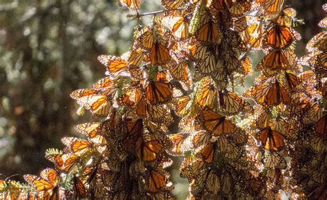 Mariposa Monarca Santuarios En Michoac N Y En El Estado De M Xico