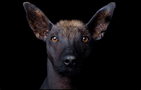 Xoloitzcuintle Breeders Australia Xoloitzcuintle Info And Puppies