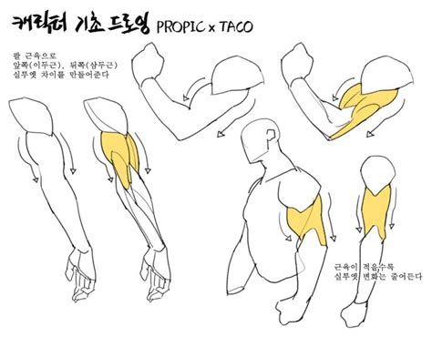 타코작가 On Twitter 드로잉 강좌 그리기 튜토리얼 팔 해부학