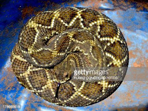 Snake Cascavel High-Res Stock Photo - Getty Images