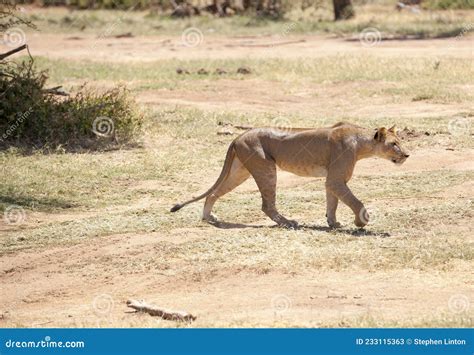 A lioness on the hunt stock image. Image of kenya, national - 233115363