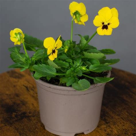 Viola Yellow Blotch 10 5cm Pot Opperman Plants Ltd