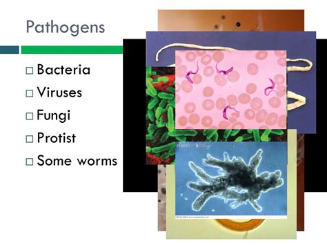 Ppt Pathogens And Infection Powerpoint Presentation Free Download Id1995776