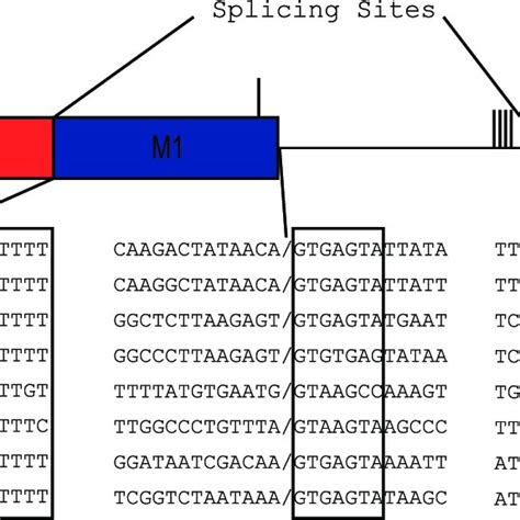 Tra Gene Organization And Sex Specific Transcripts In C Hominivorax Download Scientific